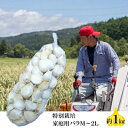 【ふるさと納税】丸美農園 田子産特別栽培にんにく 家庭用バラ(M~2L)約1kg 野菜 香味野菜 薬味 青森にんにく 食材 調理 料理 国産 スタミナ ガーリック 食欲増進 アクセント 丸焼き 丸揚げ 揚げにんにく ホイル焼き 出荷開始:10月1日~3月31日