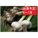 【ふるさと納税】6～7月 令和6年産 採れ立て直送！田子産生にんにく60株（約3～5kg程度） 【薬味 野菜 にんにく ニンニク】 お届け：2024年6月20日～2024年7月1日