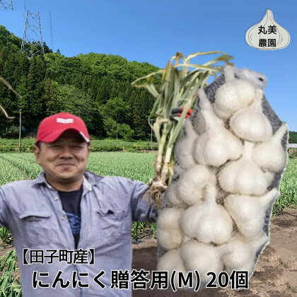 丸美農園 田子産贈答用にんにく（M）20個　【 薬味 にんにく 田子町産 贈答用 野菜 たっこにんにく 】　お届け：2024年10月上旬～2025年5月31日まで