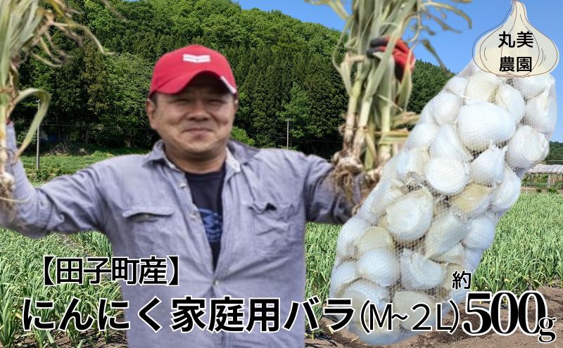 【ふるさと納税】丸美農園 田子町産にんにく家庭用バラ約500g・M～2L　【 薬味 野菜 香味野菜 香り アクセント スタミナ 食欲 増進 まろやか 甘み ガーリック ホイル焼き 食材 】　お届け：2024年10月上旬～2025年5月31日