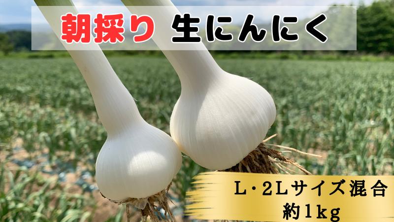 【ふるさと納税】【2024年青森県田子町産 生にんにく(なま)】L＆2L size『1kg』　【 野菜 食材 食べ物 薬味 香味野菜 国産 直送 産地直送 収穫したて 青森産にんにく 】　お届け：2024年6月15日～2024年6月25日まで