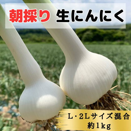 【2024年青森県田子町産 生にんにく(なま)】L＆2L size『1kg』　【 野菜 食材 食べ物 薬味 香味野菜 国産 直送 産地直送 収穫したて 青森産にんにく 】　お届け：2024年6月15日～2024年6月25日まで