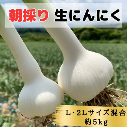 【2024年青森県田子町産 生にんにく(なま)】L＆2L size『5kg』　【 野菜 食材 食べ物 薬味 香味野菜 国産 直送 産地直送 収穫したて 青森産にんにく 】　お届け：2024年6月15日～2024年6月25日まで