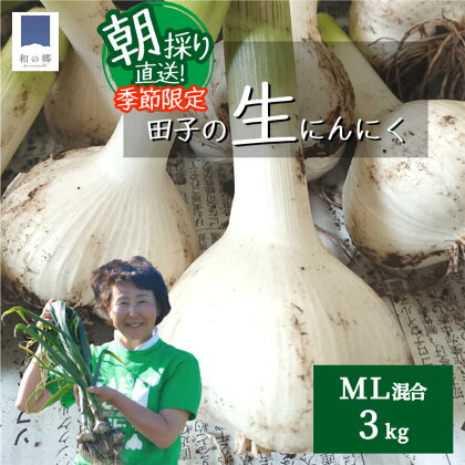 6～7月 令和6年産 朝取り直送！田子（たっこ）生にんにく約3kg（サイズ混合）　【 薬味 ハーブ トップブランド 貴重 掘りたて 幻の味 新鮮 甘さ 濃い味 季節限定 】　お届け：2024年6月20日～2024年7月10日まで