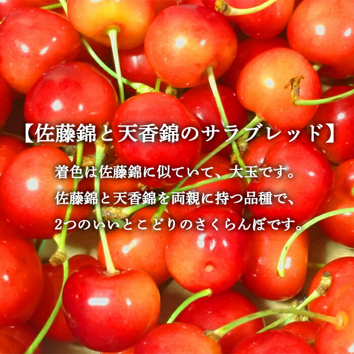 【ふるさと納税】さくらんぼ 「コルト紅秀峰 Lサイズ」 バラ (約1kg) ※6～7人分 【川守田観光さくらんぼ園】フルーツ王国 南部町 サクランボ チェリー 桜桃 果物 くだもの フルーツ 夏果実 高級 贈答 ギフト 産地直送 青森県産 デザート 旬 F21U-290