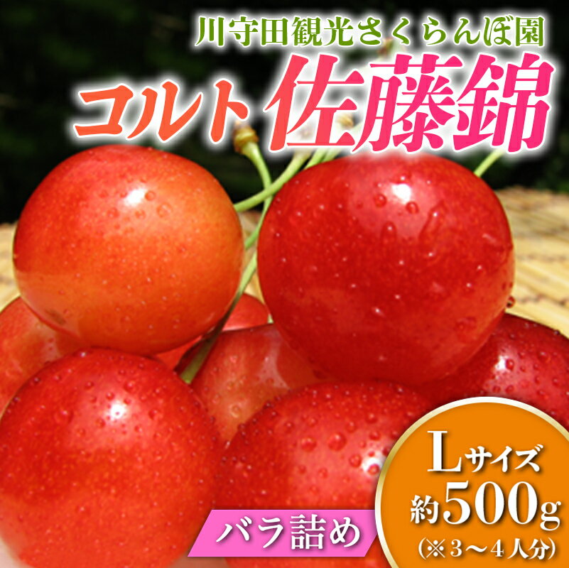 さくらんぼ 「コルト佐藤錦 Lサイズ」 バラ (約500g) ※3〜4人分 [川守田観光さくらんぼ園] フルーツ王国 南部町 サクランボ チェリー 桜桃 果物 くだもの フルーツ 夏果実 高級 贈答 ギフト 産地直送 青森県産 デザート 旬 F21U-163