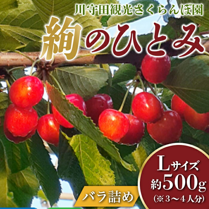 さくらんぼ 「絢のひとみLサイズ」バラ(約500g)※3〜4人分 [川守田観光さくらんぼ園] 贈答 フルーツ王国 南部町 サクランボ 青森県産 F21U-165