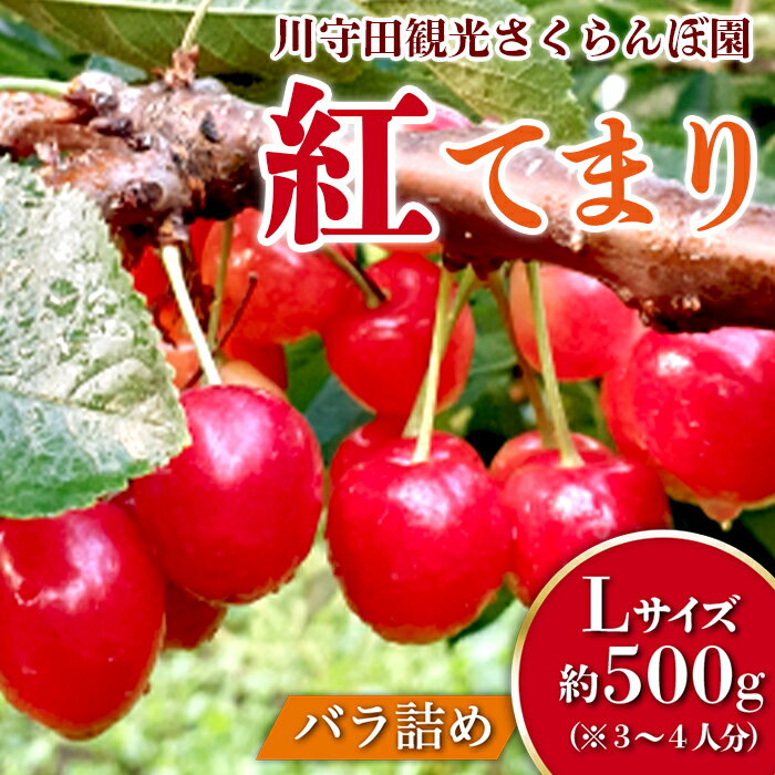 さくらんぼ 「紅てまり Lサイズ」 バラ (約500g) ※3〜4人分 [川守田観光さくらんぼ園] フルーツ王国 南部町 サクランボ チェリー 桜桃 果物 くだもの フルーツ 夏果実 高級 贈答 ギフト 産地直送 青森県産 デザート 旬 F21U-167