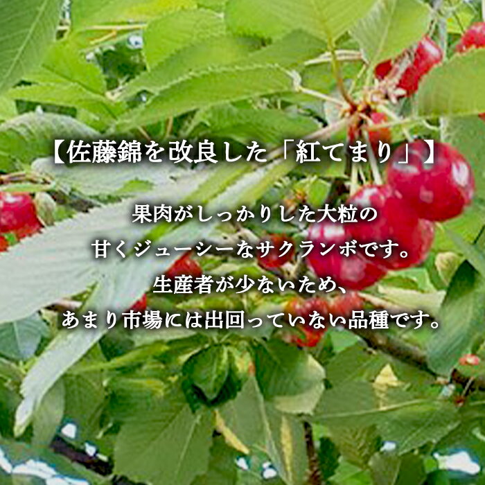 【ふるさと納税】さくらんぼ 「紅てまり Lサイズ」 バラ (約1kg) ※6～7人分 【川守田観光さくらんぼ園】 フルーツ王国 南部町 サクランボ チェリー 桜桃 果物 くだもの フルーツ 夏果実 高級 贈答 ギフト 産地直送 青森県産 デザート 旬 F21U-168