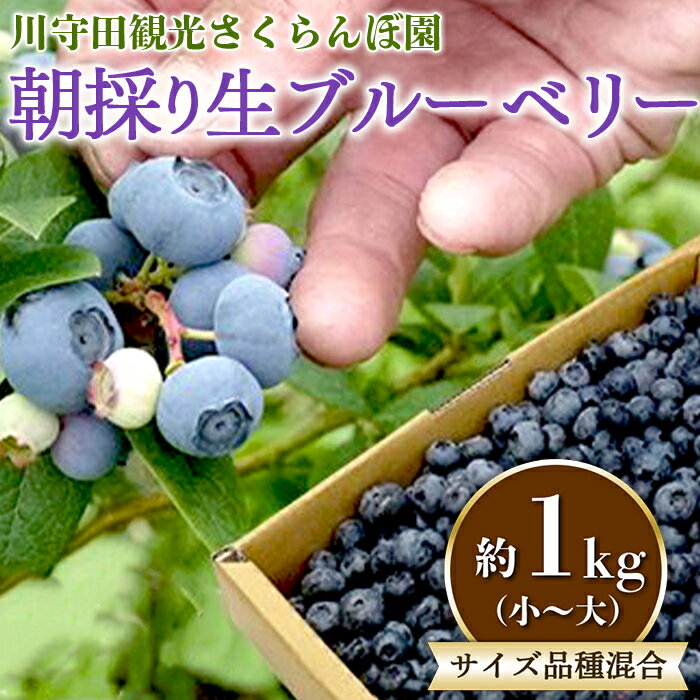 【ふるさと納税】朝採り生ブルーベリー サイズ品種混合 約1k