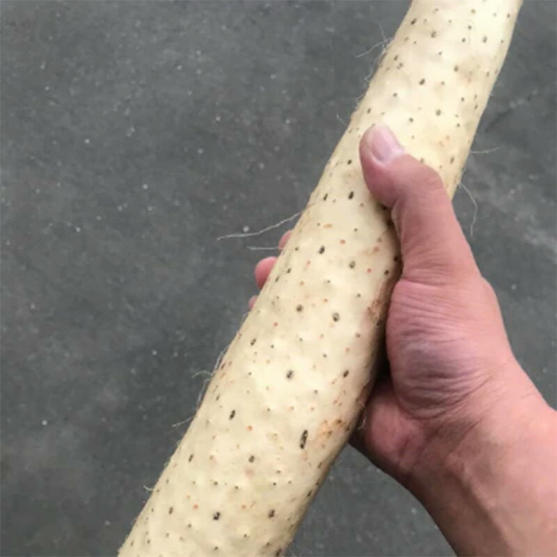 【ふるさと納税】青森県産 長いも　サクサク千切り 600g(100g×6パック) 【なんぶ農援】便利な小分けパック　無添加 F21U-258