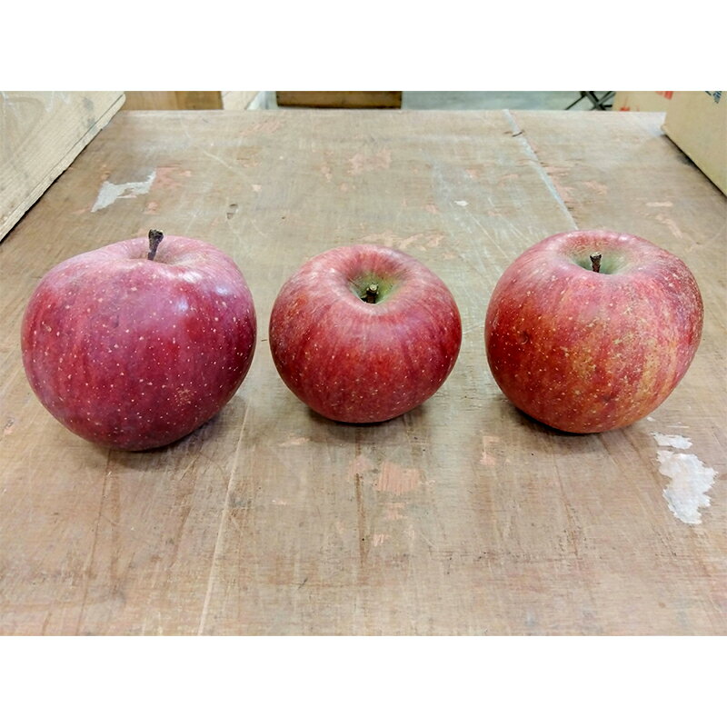 【ふるさと納税】 《訳あり》青森りんご サンふじ 約5kg（16～20玉） 【マルス果樹園】 ふじ りんご リンゴ 林檎 アップル 果物 くだもの フルーツ あおもり 青森 青森県 南部町 三戸 南部 家庭用 訳アリ 規格外 わけあり ワケアリ 3kg 以上 F21U-282