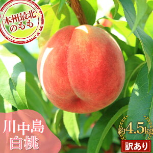 【ふるさと納税】 【訳あり】 ≪先行予約≫ もぎたて発送 川中島白桃 約4.5kg (10~18個) 【誠果園】 家庭用 規格外 わけあり ワケアリ 訳アリ 白桃 桃 もも モモ 青森県 南部町 三戸 南部 果物 くだもの フルーツ F21U-297