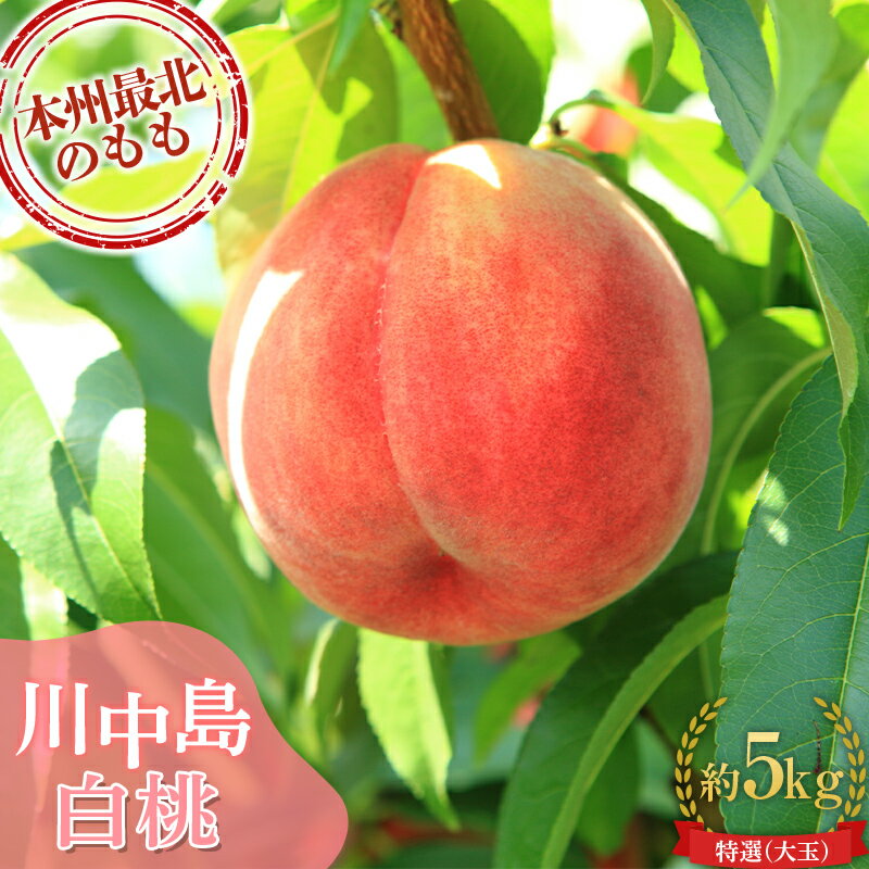【ふるさと納税】 もぎたて発送 川中島白桃 特選 (大玉) 約5kg (10～15個) 【誠果園】 白桃 桃 もも モモ 青森県 南部町 三戸 南部 果物 くだもの フルーツ F21U-298のサムネイル