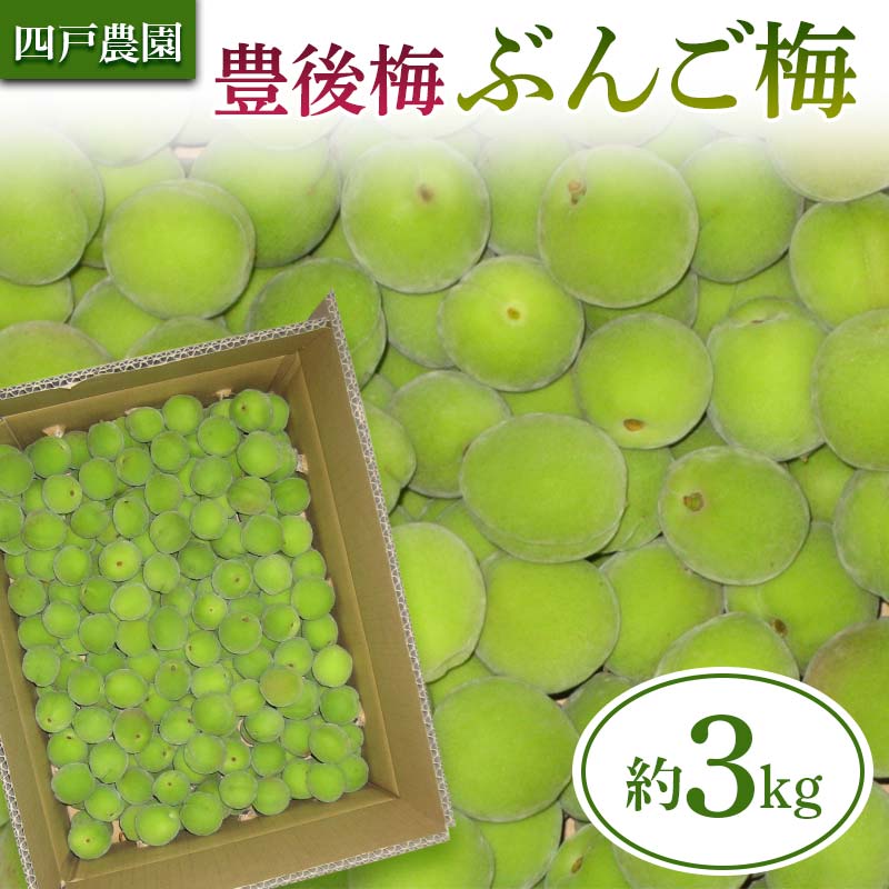 豊後梅(ぶんごうめ) 約3kg [四戸農園] 梅 梅干し 杏 あんず 梅酒 梅干 梅シロップ 梅ジャム 5キロ 数量限定 F21U-315