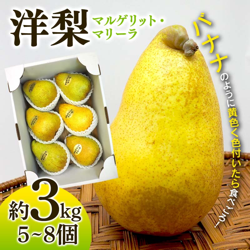 返礼品詳細 名称 洋梨 内容量 マルゲリット マリーラ 約3kg (5～8個) 産地 青森県南部町 賞味期限 到着後7日以内 保存方法 常温 配送方法 常温 発送期日 2024年10月上旬～2024年10月末までに順次発送 ※天候や収穫状況...