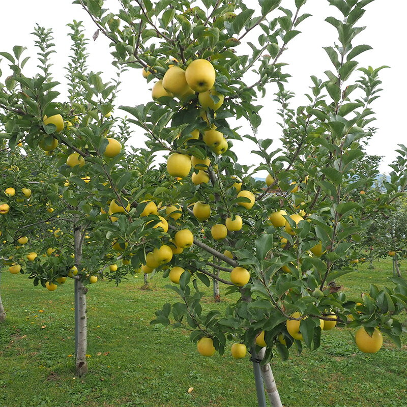 【ふるさと納税】 《家庭用》 葉とらずりんご シナノゴールド 約4.5kg 【四戸農園】 減農薬 有機肥料 青森りんご リンゴ 林檎 アップル あおもり 青森 青森県 南部町 果物 くだもの フルーツ 訳あり 訳アリ わけあり 規格外 3kg 以上 F21U-370