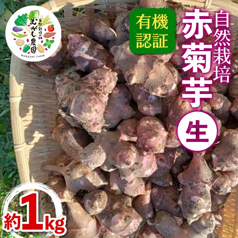 20位! 口コミ数「0件」評価「0」 有機認証 自然栽培 赤菊芋(生) 約1kg 【むがし農園】 キクイモ オーガニック F21U-376