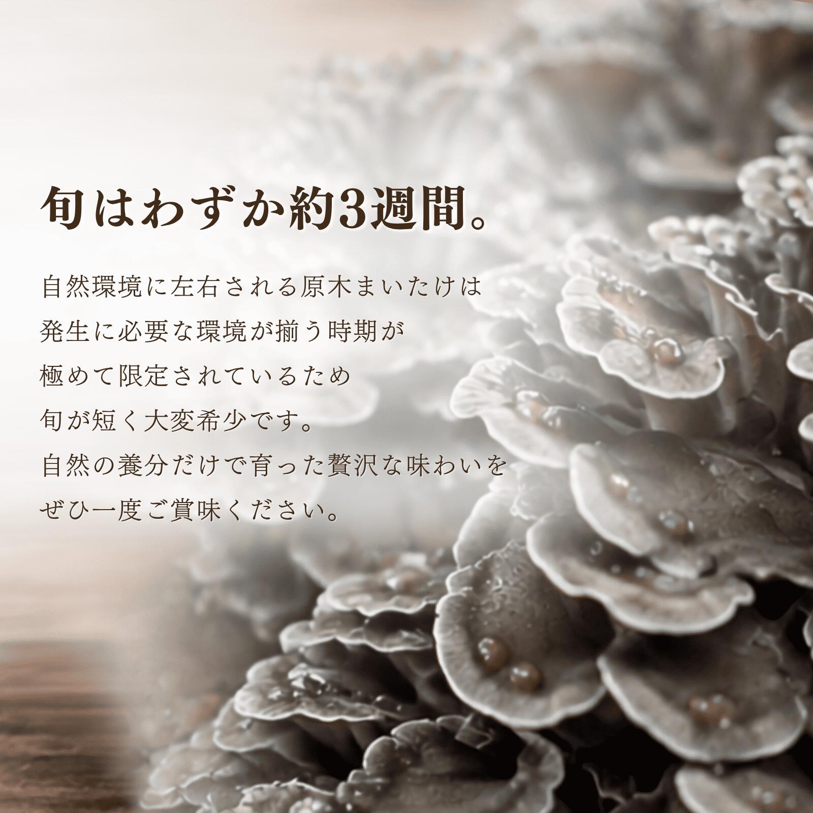 【ふるさと納税】しんごう原木まいたけ　1kg　出荷開始時期：10月1日〜10月20日 f024503-shingo-10000082 青森県新郷村 サンプル画像3