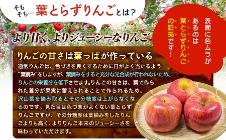 【ふるさと納税】 葉とらずりんご サンふじ 5kg りんご 季節限定 リンゴ 林檎 産地直送 新鮮 アップル くだもの 果物 フルーツ ふじ おうりん 旬 盛岡りんご 岩手産 国産 農家 岩手県 盛岡市 岩手 盛岡 有限会社トゥレイス treis007 f032018-morioka-10001762 岩手県盛岡市 サンプル画像3