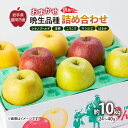 【ふるさと納税】【11月から発送】 りんご 盛岡から「農で人をつなぐ」藤与果樹園:《 訳あり 》おまかせ晩生品種詰め合わせ( シナノゴールド 王林 こうこう サンふじ はるか )約10kg 24~40玉 玉数指定不可 詰め合わせ 岩手 盛岡 お届け:2025年11月20日~2026年2月28日