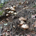 【ふるさと納税】岩手県宮古市産【松茸】500g【配送不可地域:離島・沖縄県・九州】【1439141】