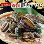 【ふるさと納税】 三陸産 産地直送”活”蝦夷あわび10ヶ（養殖） えぞあわび 鮑 アワビ 刺身 ステーキ 活アワビ あわび