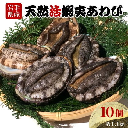 あわび 10個 約1.1kg 三陸産 天然 活鮑 刺身 冷蔵 旬 貝 蝦夷あわび 魚介類 期間限定 産地直送 岩手 大船渡市