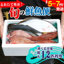 【ふるさと納税】 鮮魚 旬 獲れたて セット 選べる容量 鮮魚便 海鮮 魚貝類 魚介類 鮮魚 旬 獲れたて セット 詰め合わせ さかな おさかな 魚 海の幸 福...