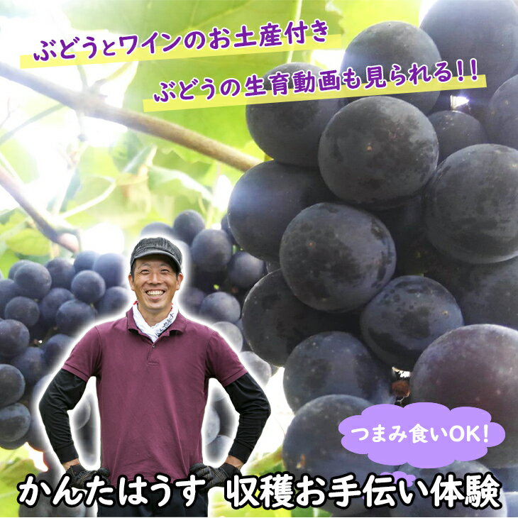 【ふるさと納税】ぶどう 収穫 お手伝い 体験 かんたはうす ワイン お土産付き ロースラー 赤ワイン リモート ぶどう狩り ハイブリッド 開催