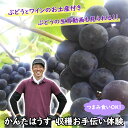 【ふるさと納税】ぶどう 収穫 お手伝い 体験 かんたはうす ワイン お土産付き ロースラー 赤ワイン リモート ぶどう狩り ハイブリッド 開催