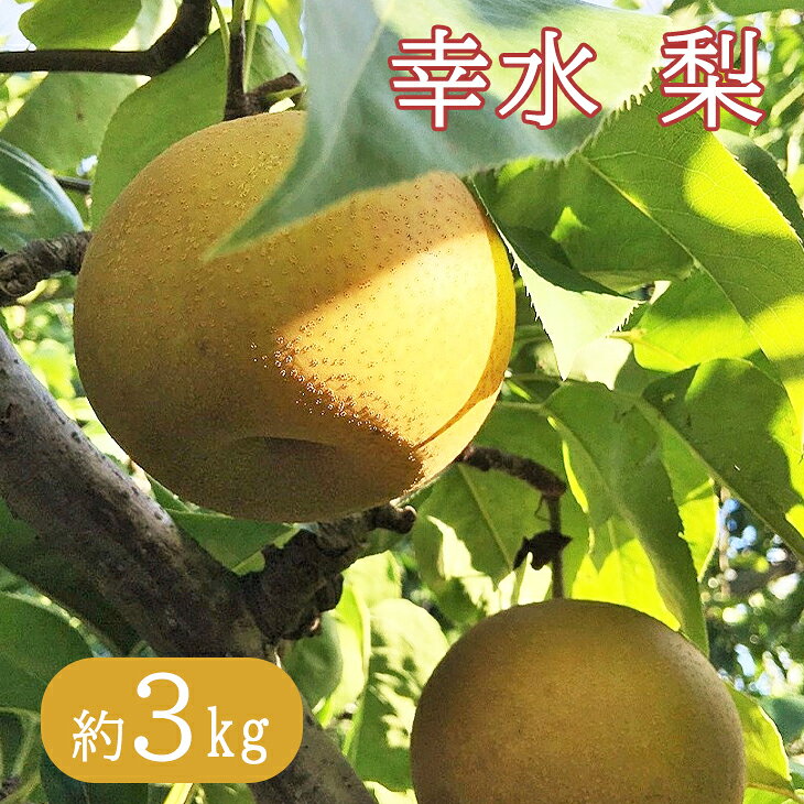 《先行予約》瑞々しい採れたて梨！幸水 約3kg