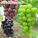 【ふるさと納税】古舘ぶどう園 ぶどう お楽しみ 詰合せ セット(3~4品種)