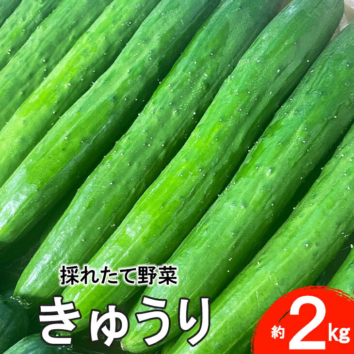 【ふるさと納税】きゅうり 新鮮野菜 詰め合わせ 2kg セット 新着 胡瓜のサムネイル