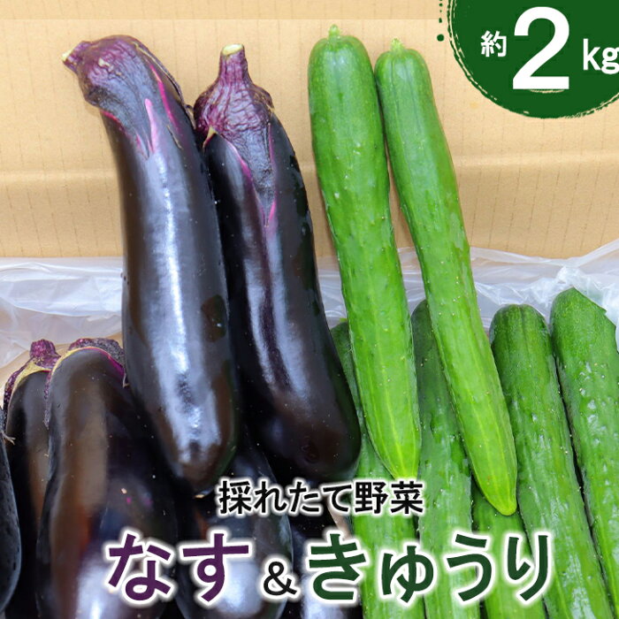 【ふるさと納税】ナス きゅうり 新鮮野菜 詰め合わせ 2kg セット 新着 なす 茄子 胡瓜