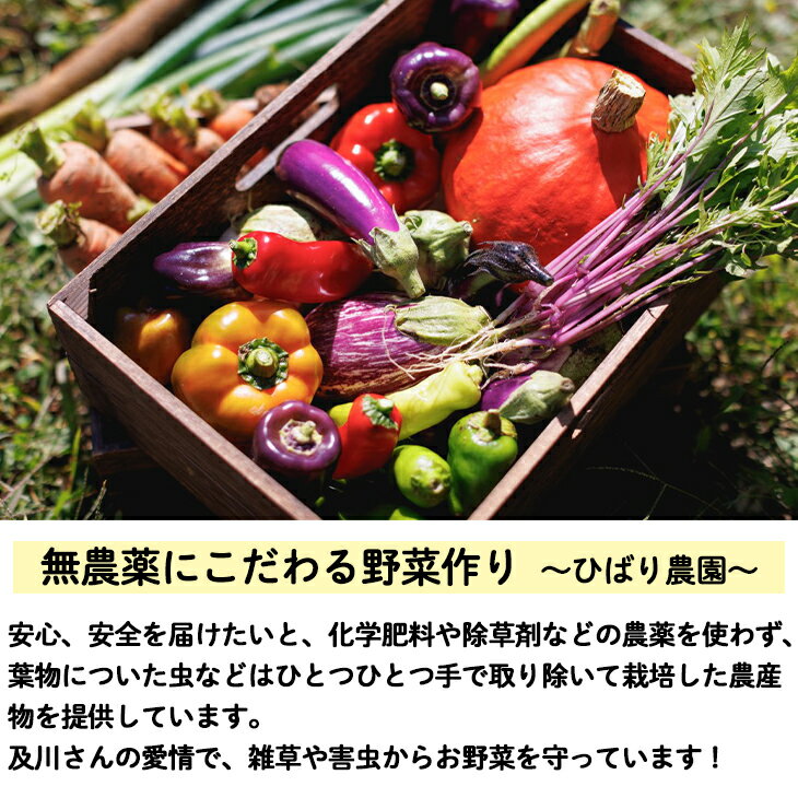 【ふるさと納税】ひばり農園の無農薬ワクワク野菜セット お楽しみ 野菜 詰め合わせ 7～10品 無農薬 野菜