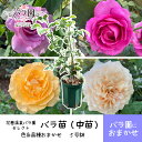 【ふるさと納税】【先行予約】〈園長セレクト♪〉花巻温泉バラ園で育った「バラ中苗」5号サイズ -園長におまかせ-〈2025年7月より発送〉- 新着 ふるさと納税 ...