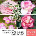 【ふるさと納税】【先行予約】〈色で選べる♪〉花巻温泉バラ園で育った「バラ中苗」5号サイズ -ピンク-〈2025年7月より発送〉- 新着 ふるさと納税 花