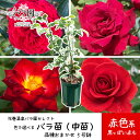 【ふるさと納税】【先行予約】〈色で選べる♪〉花巻温泉バラ園で育った「バラ中苗」5号サイズ -赤-〈2025年7月より発送〉- 新着 ふるさと納税 花