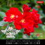 【ふるさと納税】花巻温泉バラ園オリジナル品種「HR-12」 新苗 バラ 花 薔薇 数量限定 10,000円