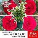 【ふるさと納税】色が選べる♪ 花巻温泉バラ園で育った「バラ大苗」7号サイズ -赤- 新着 ふるさと納税 花