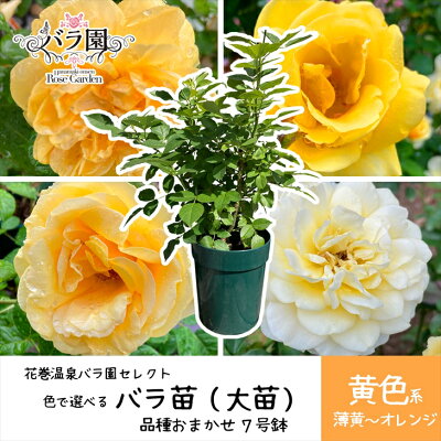 楽天ふるさと納税　【ふるさと納税】色が選べる♪ 花巻温泉バラ園で育った「バラ大苗」7号サイズ -黄- 新着 ふるさと納税 花