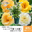 【ふるさと納税】色が選べる♪ 花巻温泉バラ園で育った「バラ大苗」7号サイズ -黄- 新着 ふるさと納税 花 20,000円