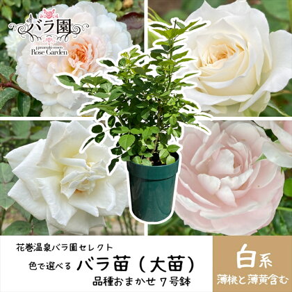 色が選べる♪ 花巻温泉バラ園で育った「バラ大苗」7号サイズ -白-　新着 ふるさと納税 花