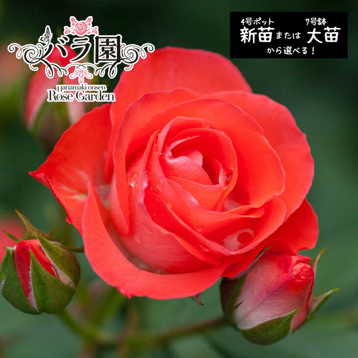 【ふるさと納税】花巻温泉バラ園 オリジナル品種「花巻おとめ80」 ＜選べる！新苗（6～7月発送）or 大..