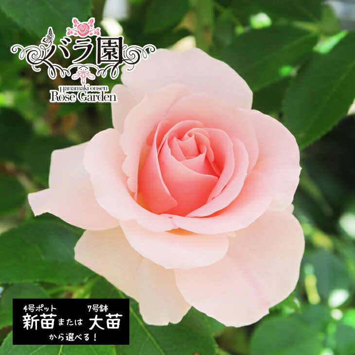 花巻温泉バラ園 ふるさと納税 花 オリジナル品種「オリンピアローズ2020」 [選べる!新苗(6〜7月発送)or 大苗(3〜10月発送)] 薔薇