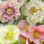 【ふるさと納税】花巻温泉バラ園で育ったクリスマスローズ苗〈2026年2月上旬より順次発送〉 ≪本数が選べる 1本 or 2本≫ 岩手 花巻温泉 バラ園 ふるさと納税 花 冬の貴婦人 花言葉 いたわり 慰め 追憶 私を忘れないで 一重咲き 半八重咲き 八重咲き スポット ピコティー 8,000円