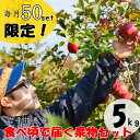 【ふるさと納税】農家から食べ頃で届く果物セット 9〜12月発...