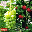 【ふるさと納税】秋の味覚満喫セット《旬のりんごとぶどうセット...