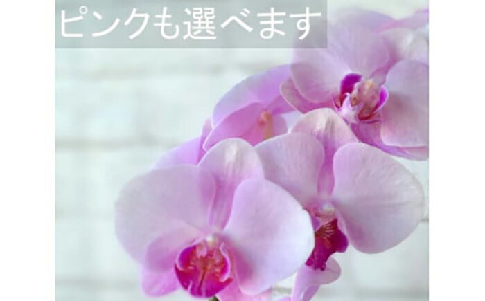 【ふるさと納税】花 豪華ラッピングでお届け　胡蝶蘭3本立ち 生花 名入れ 結婚記念日 お祝い 開店祝い 記念日 プレゼント 父の日 卒業祝い 入学祝い ゴージャス エレガント おしゃれ 上品 日付指定可能 工房 パルテール